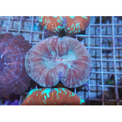 Trachyphyllia